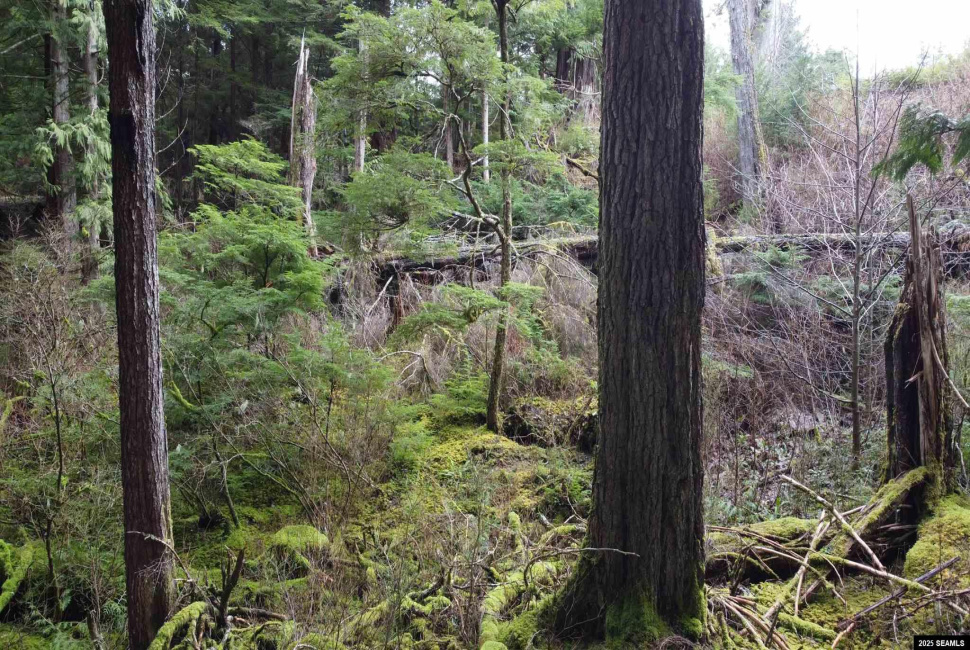 Lot 2 Beacon Hill Lane, Ketchikan, Alaska 99901, ,Single Family/duplex,Land,Beacon Hill Lane,25020
