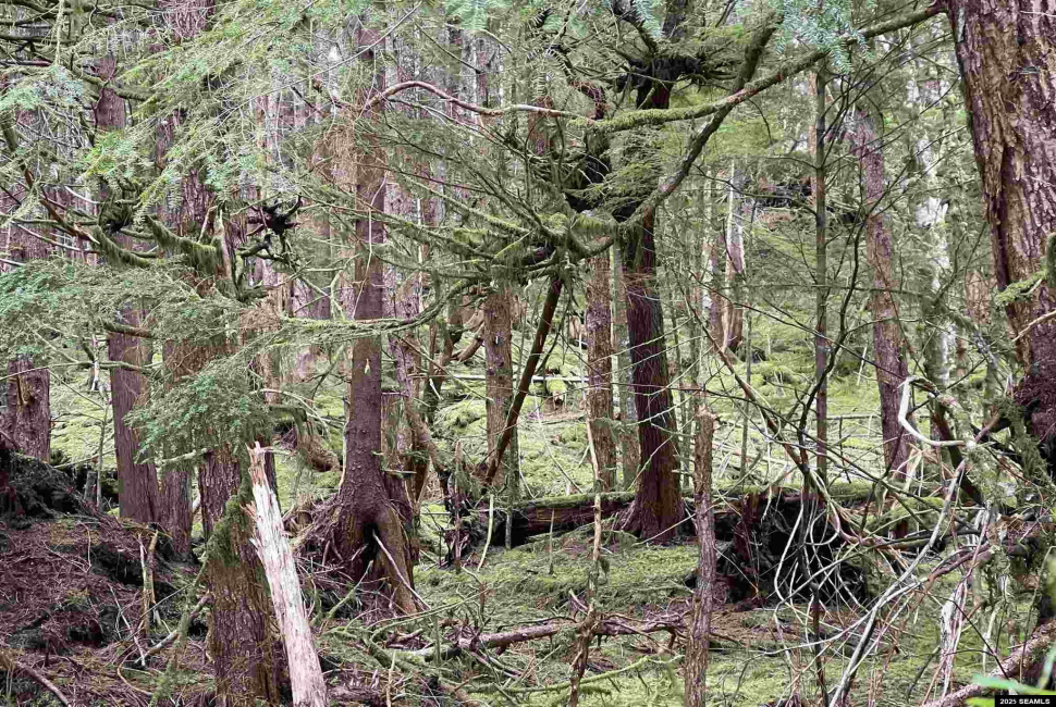 NHN Legal Address Only, Ketchikan, Alaska 99901, ,Remote Recreational,Land,Legal Address Only,25533