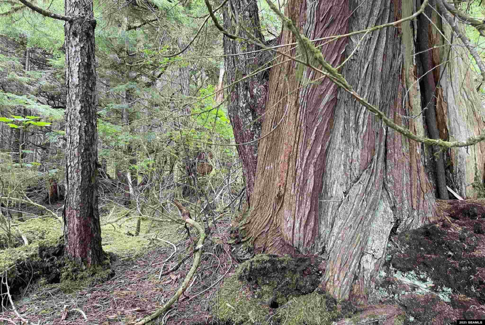 NHN Legal Address Only, Ketchikan, Alaska 99901, ,Remote Recreational,Land,Legal Address Only,25533