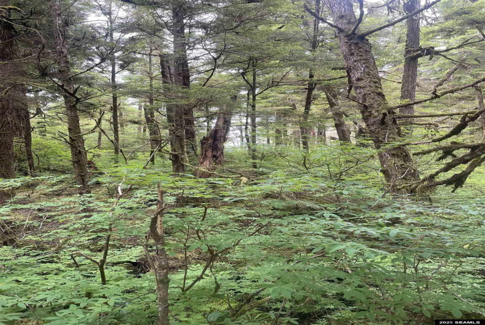 St not on list see add2, Ketchikan, Alaska 99901, 0 , 0 ,0,Single Family/duplex,Land,St not on list see add2,0,25662