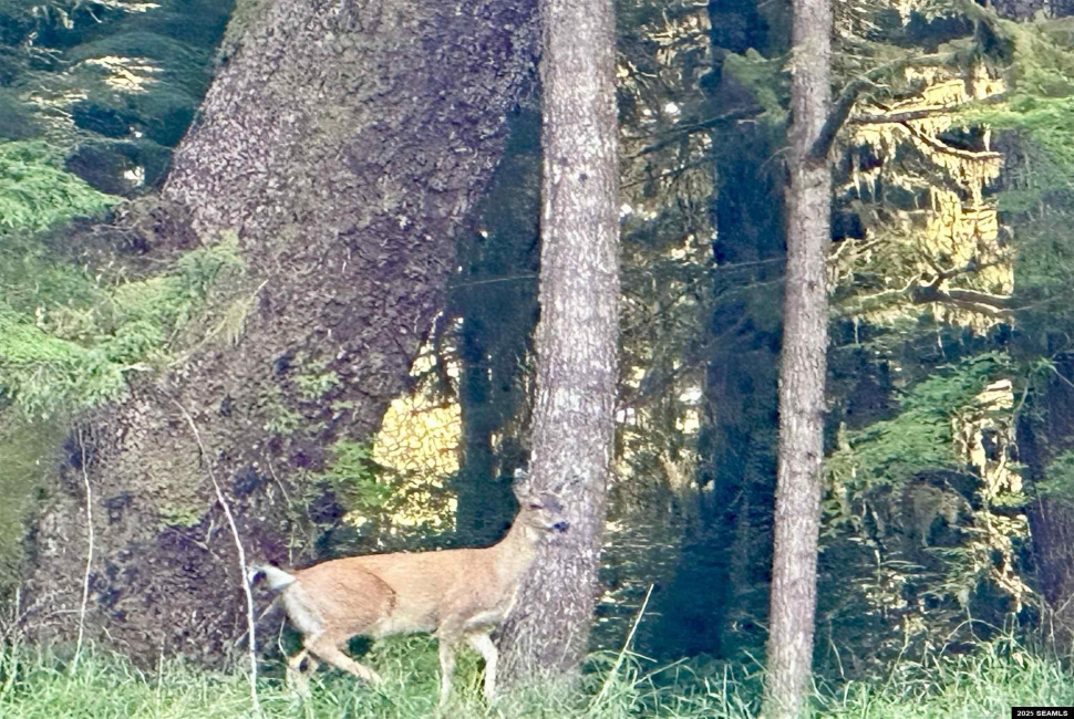 nnn Legal Address Only, Ketchikan, 99901, 1 Bedroom Bedrooms, 0 ,0,Cabin,Residential,Legal Address Only,0,25874